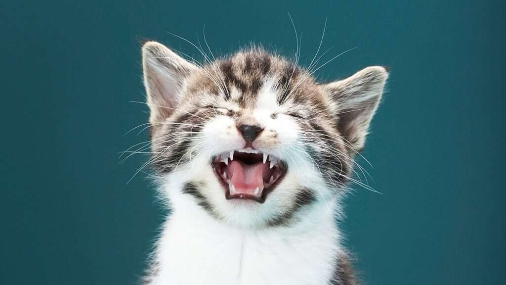 MeowingCat