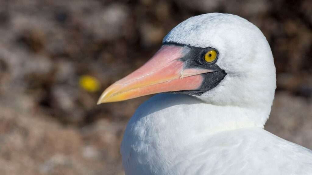 Nazca-Seabird-Close