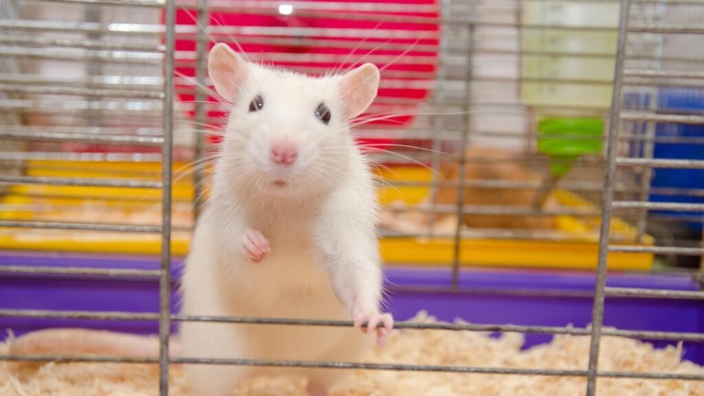 White-Lab-Rat-Cage