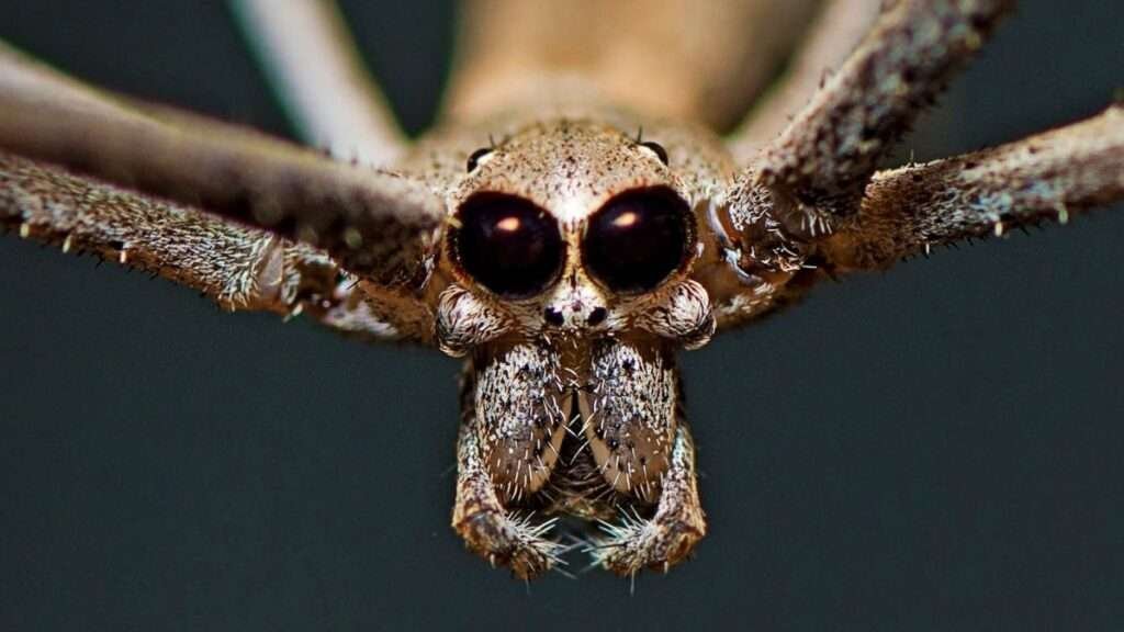 deinopis-subrufa