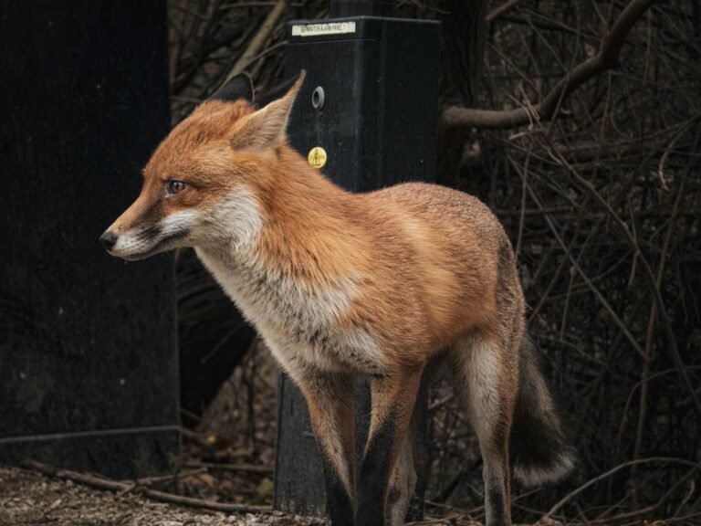 Fox Cities AI adoption - Fox Cities tech business professional business image