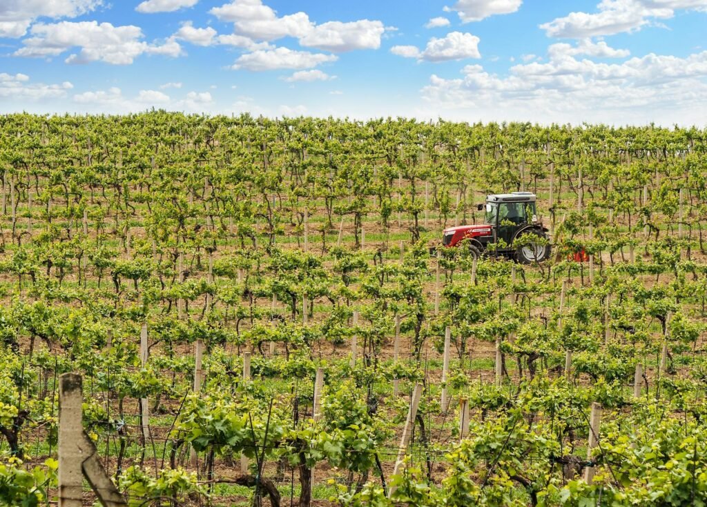 Napa Valley wine crisis - Napa Valley vineyard financial professional business image