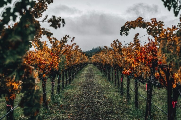 wine industry tech - wine industry CFOs using professional business image